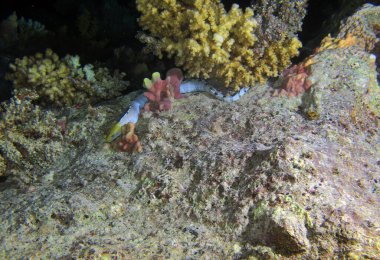 Kızıl Deniz 'de sarı başlı yılanbalığı, Mısır