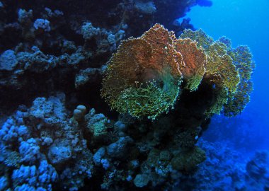 Mısır 'da Fury Shoals yakınlarında Kızıl Deniz' de ateş mercanları