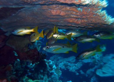 Kızıl Deniz 'de Mısır' daki Fury Shoals yakınlarında Dory snapper.