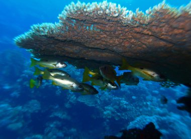 Kızıl Deniz 'de Mısır' daki Fury Shoals yakınlarında Dory snapper.