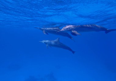 Marsa Alam, Mısır yakınlarındaki Kızıl Deniz 'de dönen yunuslar