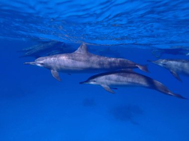 Marsa Alam, Mısır yakınlarındaki Kızıl Deniz 'de dönen yunuslar