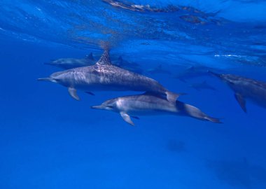 Marsa Alam, Mısır yakınlarındaki Kızıl Deniz 'de dönen yunuslar