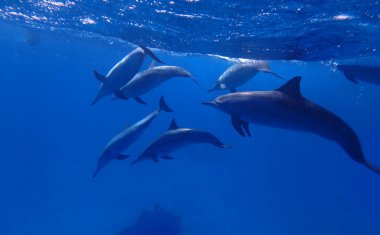 Marsa Alam, Mısır yakınlarındaki Kızıl Deniz 'de dönen yunuslar
