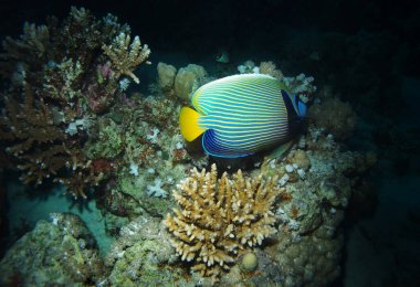 Marsa Alam yakınlarındaki Kızıl Deniz 'de İmparator Melek Balığı. Su altı fotoğrafı.