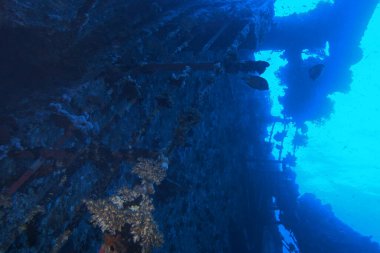 Safaga, Mısır yakınlarındaki Kızıl Deniz 'de Salem Ekspresi enkazı