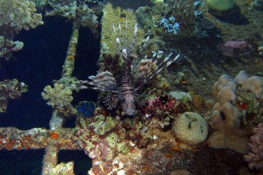 Marsa Alam, Mısır yakınlarındaki Kızıl Deniz 'de kırmızı aslan balığı