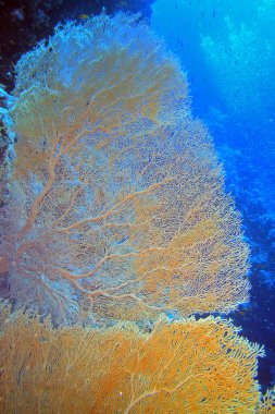 Gorgonyalı Dev Deniz Hayranı Kızıl Deniz 'deki Kardeşler Adası yakınlarında, Mısır