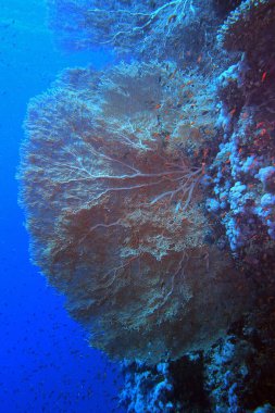 Gorgonyalı Dev Deniz Hayranı Kızıl Deniz 'deki Kardeşler Adası yakınlarında, Mısır