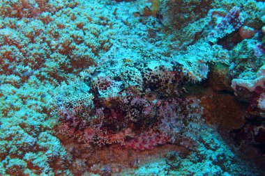 Geceleri Marsa Alam yakınlarında Kızıl Deniz 'de Akrep Balığı, Mısır