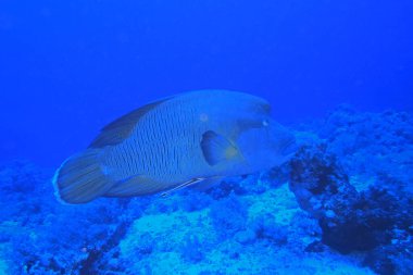 Marsa Alam, Mısır yakınlarındaki Kızıl Deniz 'de Kambur Balığı