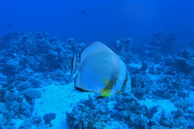 Marsa Alam, Mısır yakınlarındaki Kızıl Deniz 'de Longfin yarasa balığı