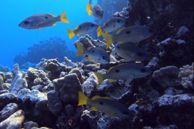 Kızıl Deniz 'de Mısır' daki Fury Shoals yakınlarında Dory snapper.