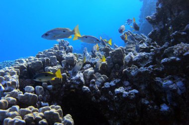 Kızıl Deniz 'de Mısır' daki Fury Shoals yakınlarında Dory snapper.
