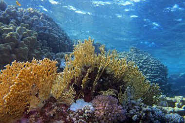 Mısır 'da Fury Shoals yakınlarında Kızıl Deniz' de ateş mercanları