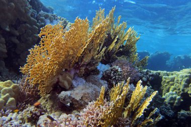 Mısır 'da Fury Shoals yakınlarında Kızıl Deniz' de ateş mercanları