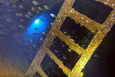 Thistlegorm Kızıl Deniz 'de gemi enkazı, Mısır