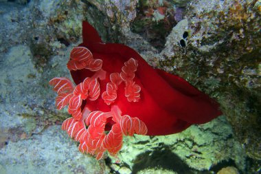İspanyol dansçı - Marsa Alam yakınlarındaki Kızıldenizde deniz sümüklüböceği, Mısır