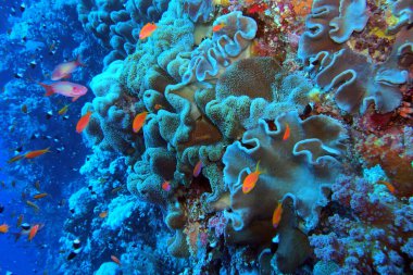 Kızıl Deniz 'deki Fury Shoals yakınlarında deri mercan, Mısır