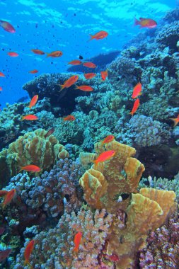 Abu Dabab yakınlarındaki mercan kayalıkları, Marsa Alam bölgesi, sualtı fotoğrafı, Kızıldeniz, Mısır