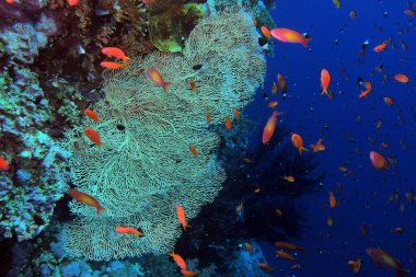 Gorgonyalı Dev Deniz Hayranı Kızıl Deniz 'deki Kardeşler Adası yakınlarında, Mısır