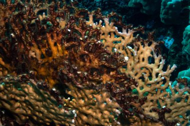 Resifler beyazlıyor ve ölüyor. Kızıldeniz 'de deniz ısınıyor. Marsa Alam, Mısır yakınlarında.