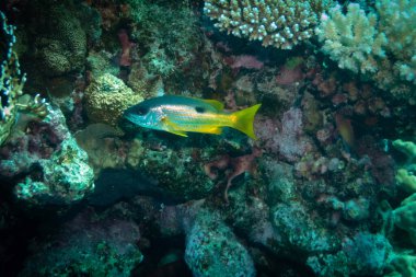 Marsa Alam, Mısır yakınlarındaki Kızıl Deniz 'de Dory snapper