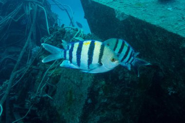 Marsa Alam, Mısır yakınlarındaki Kızıl Deniz 'de Hint-Pasifik çavuşu.