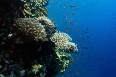 Resifler beyazlıyor ve ölüyor. Kızıldeniz 'de deniz ısınıyor. Marsa Alam, Mısır yakınlarında.