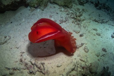 İspanyol dansçı - Marsa Alam yakınlarındaki Kızıldenizde deniz sümüklüböceği, Mısır