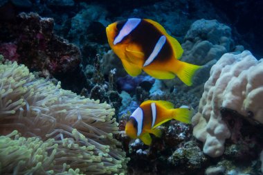 Marsa Alam, Mısır yakınlarındaki Kızıldeniz 'de Kızıl Deniz palyaço balığı