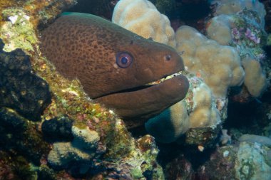 Marsa Alam, Mısır yakınlarındaki Kızıl Deniz 'de dev bir moray.
