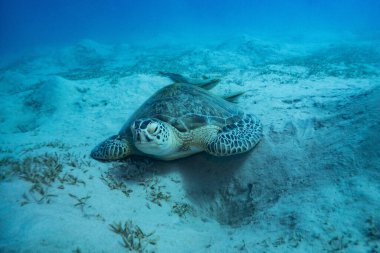 Marsa Alam, Mısır yakınlarındaki Kızıl Deniz 'de beyaz emici balıklı yeşil deniz kaplumbağası.