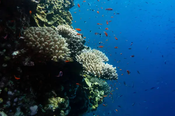 Resifler beyazlıyor ve ölüyor. Kızıldeniz 'de deniz ısınıyor. Marsa Alam, Mısır yakınlarında.