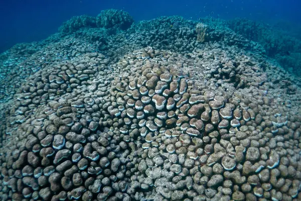 Resifler beyazlıyor ve ölüyor. Kızıldeniz 'de deniz ısınıyor. Marsa Alam, Mısır yakınlarında.