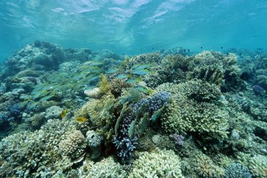 Abu Dabab yakınlarındaki mercan kayalıkları, Marsa Alam bölgesi, sualtı fotoğrafı, Kızıldeniz, Mısır