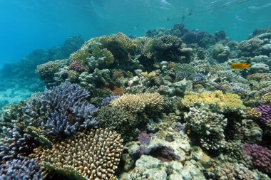 Abu Dabab yakınlarındaki mercan kayalıkları, Marsa Alam bölgesi, sualtı fotoğrafı, Kızıldeniz, Mısır