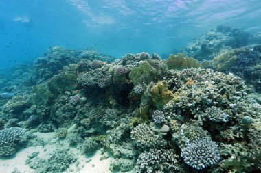 Abu Dabab yakınlarındaki mercan kayalıkları, Marsa Alam bölgesi, sualtı fotoğrafı, Kızıldeniz, Mısır
