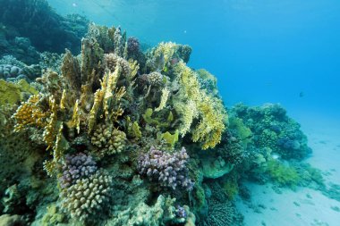 Abu Dabab yakınlarındaki mercan kayalıklarında yangın mercanları, Marsa Alam bölgesi, sualtı fotoğrafı, Kızıldeniz, Mısır