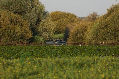Vahşi kuşlar - Avrasya kaşık gagası, Grand Lieu gölünde küçük balıkçıl, Loire vadisi, Brittany, Fransa