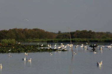 Vahşi kuşlar - Avrasya kaşık gagası, Grand Lieu gölünde küçük balıkçıl, Loire vadisi, Brittany, Fransa