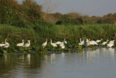 Vahşi kuşlar - Avrasya kaşık gagası, Grand Lieu gölünde küçük balıkçıl, Loire vadisi, Brittany, Fransa