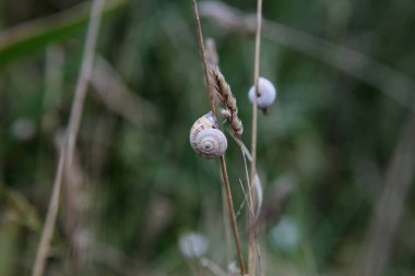 Sahile yakın çimlerde salyangozlar, Brittany, Fransa