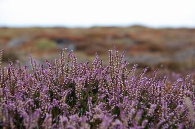 Pointe du Raz 'daki Heathers, Brittany, Fransa