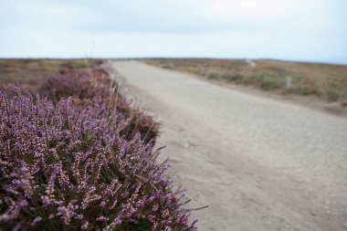 Pointe du Raz 'daki Heathers, Brittany, Fransa