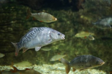 Tatlı suda Avrasya sazanı