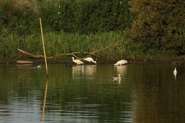 Vahşi kuşlar - Avrasya kaşık gagası, Grand Lieu gölünde küçük balıkçıl, Loire vadisi, Brittany, Fransa