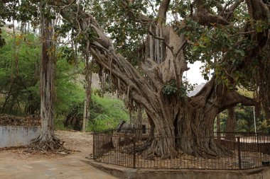 Samode Sarayı yakınlarındaki Bodhi Ağacı, Rajasthan, Hindistan