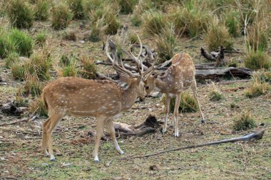 Ranthambore Ulusal Parkı, Hindistan 'da savaşan iki genç geyik.