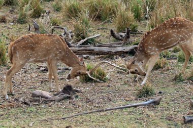 Ranthambore Ulusal Parkı, Hindistan 'da savaşan iki genç geyik.